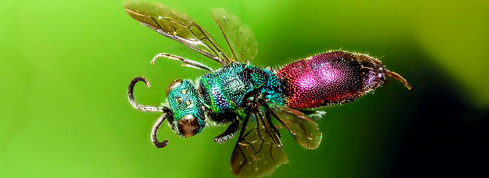 Entomologiska Föreningen i Östergötland