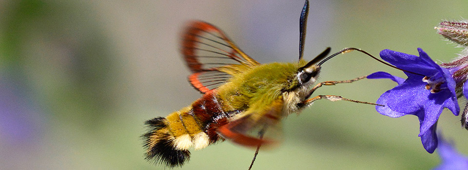 Entomologiska Föreningen i Östergötland