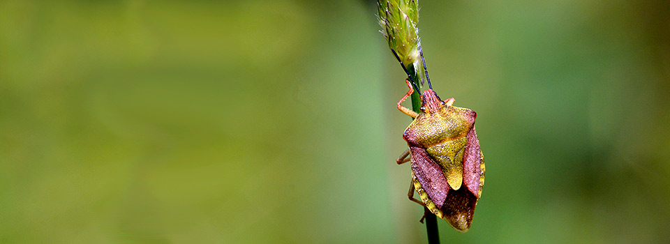 Entomologiska Föreningen i Östergötland