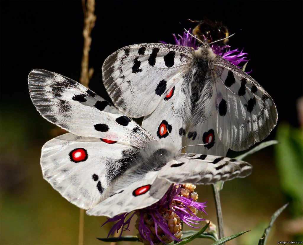 Apollofjäril Parnassius apollo