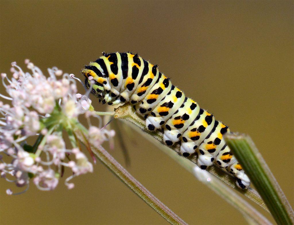 Andra stadiet på Makaonfjäril Papilio machaon