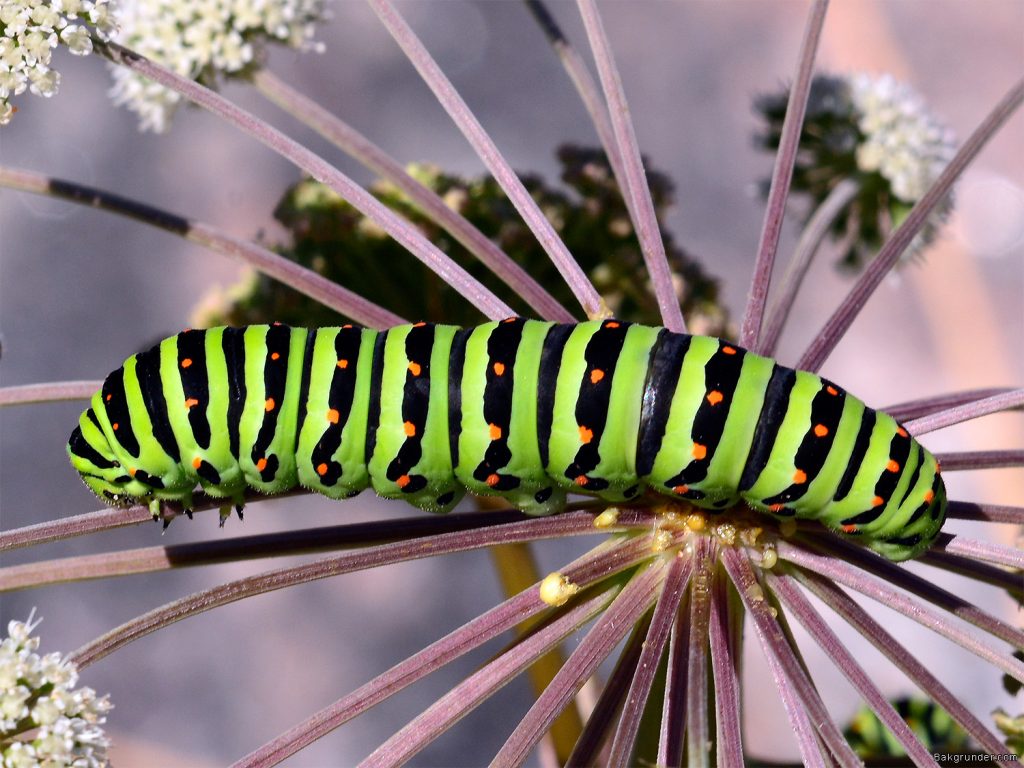 Larv Makaonfjäril Papilio machaon