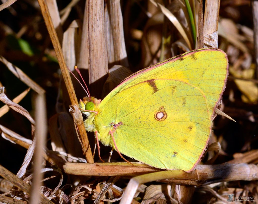 Rödgul höfjäril Colias croceus