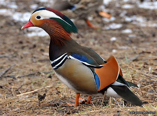 Mandarinand Aix galericulata