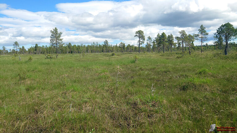 Fjällvärldens gräsfjärilar i Pite lappmarker